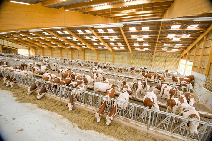 BatirWood est une société spécialisée dans la construction bois des bâtiments agricoles. Elle vous assure des prestations personnalisées et sur-mesure à des tarifs raisonnables.